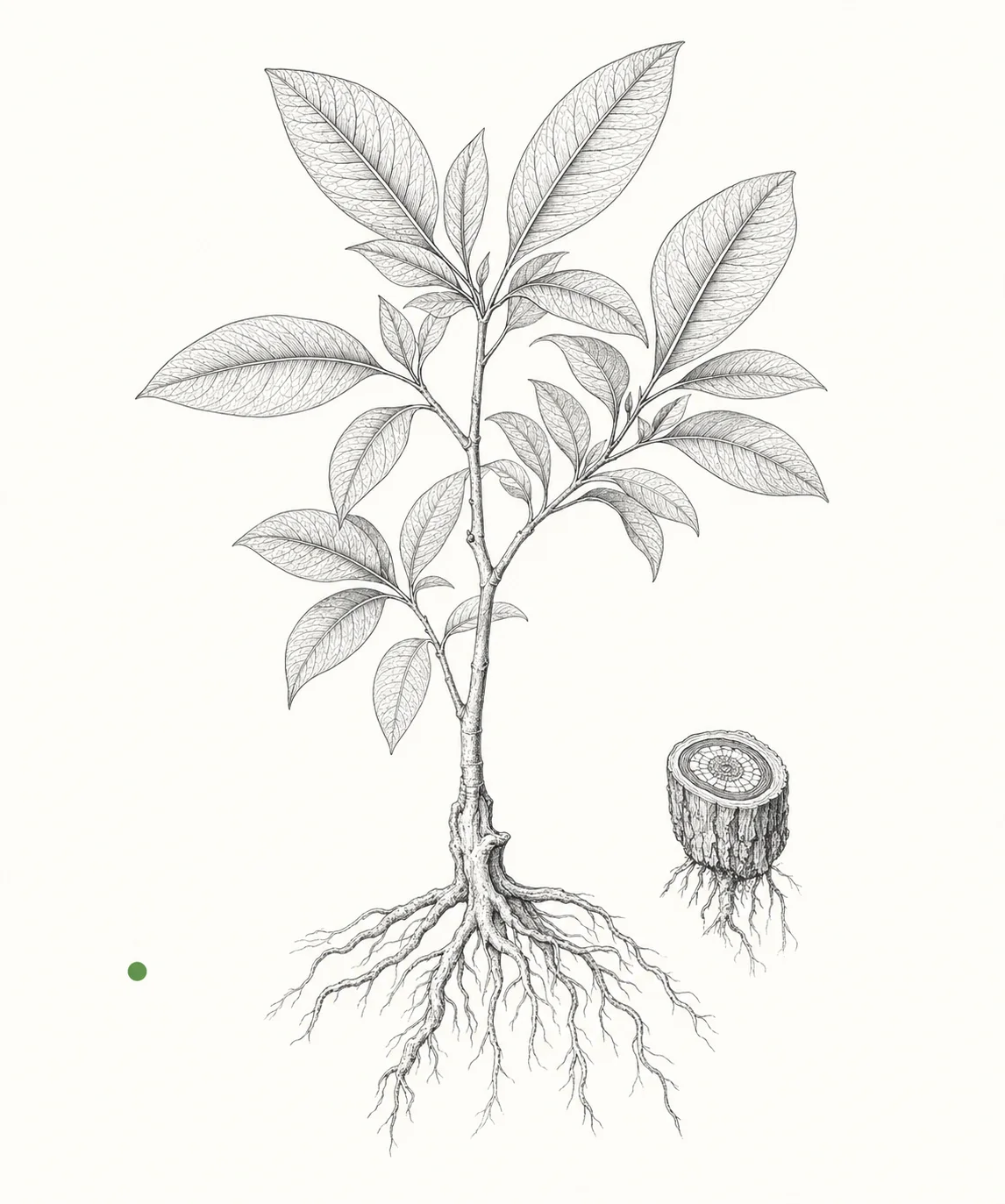 Editorial botanical source image for MIA pathway.