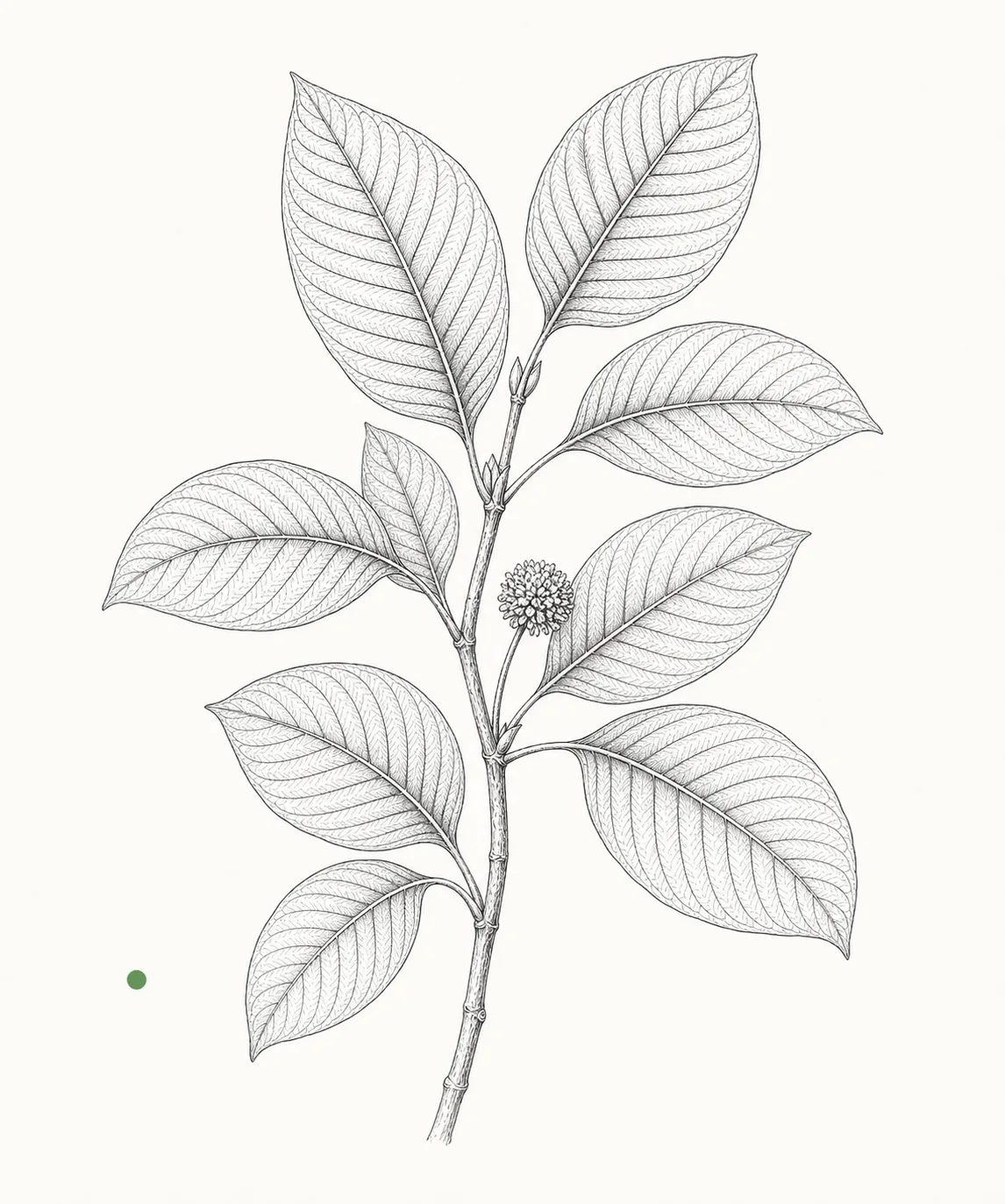Editorial botanical source image for Kratom alkaloids.