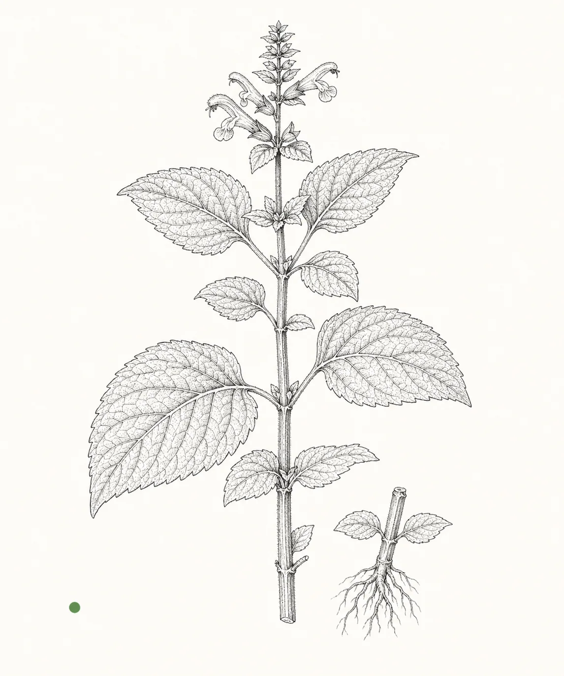 Editorial botanical source image for Salvinorins.